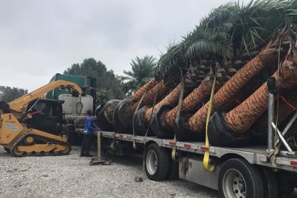 palm tree installation